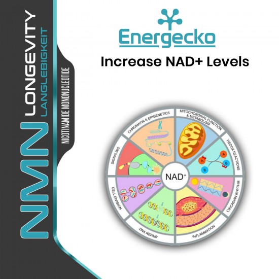 Energecko NMN Capsules with Maximum Strength 500mg 60 Capsules