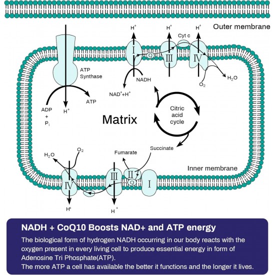 Aesticum NADH 50mg + CoQ10 200mg + D-Ribose 150mg supplément, 60 Capsules Végétales