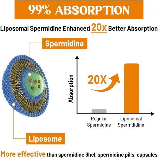 CORPORALIGHT 30mg Integratore di Spermidina Liposomiale, 60 Capsule Morbide
