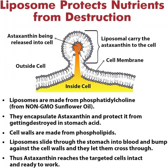 Osasuna Supplément d'astaxanthine liposomale 24mg, 60 capsules molles