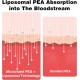 Rosmolo Liposomales Palmitoylethanolamid 1000 mg + Luteolin 100 mg, 60 Weichkapseln