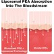 Rosmolo Palmitoiletanolamida liposomal 1000 mg + Luteolina 100 mg, 60 cápsulas blandas