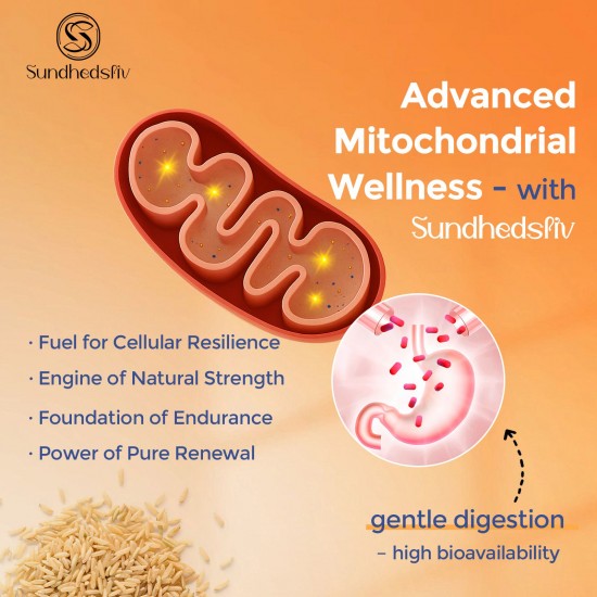 Sundhedsliv Urolithin A 1000mg + Brown Rice Protein 500mg – High-Absorption Mitochondrial Renewal & Muscle Support – 60 Capsules Sundhedsliv Urolithin A 1000mg + Brown Rice Protein 500mg – High-Absorption Mitochondrial Renewal & Muscle Support – 60 Capsules